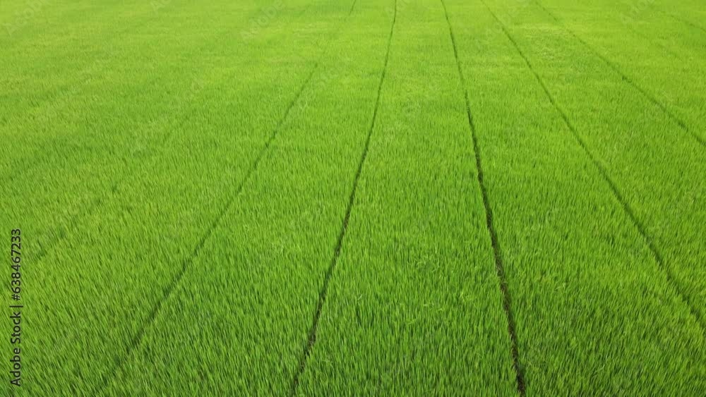 The large jasmine rice fields are producing seeds. view from drone nature background The large jasmine rice fields are producing seeds. view from drone nature background