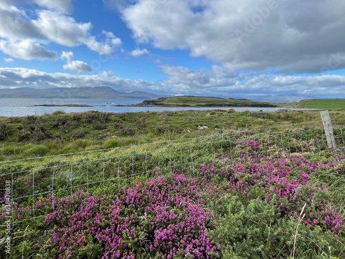 Vue sur l oc  an en Irlande avec des bruy  res