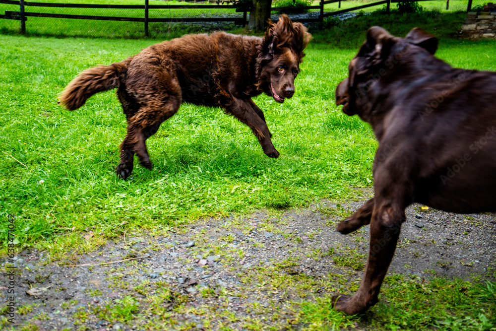 A Warm Welcome Home: The Excitement of Greeting your Chesapeake Bay Retriever A Warm Welcome Home: The Excitement of Greeting your Chesapeake Bay Retriever