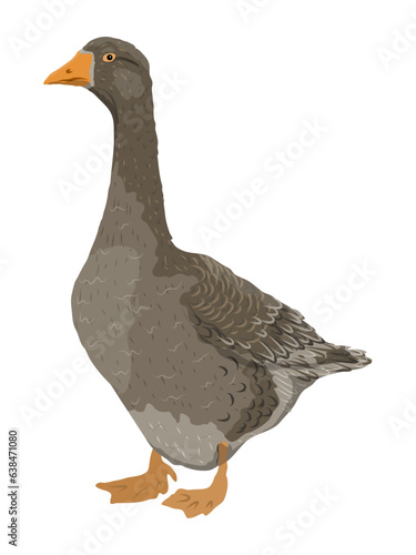 The gray domestic goose stands. Farm Birds, Realistic Vector Animal