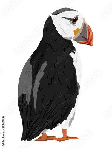 The Atlantic Puffin. Realistic Fratercula arctica or common puffin birds. Vector birds	