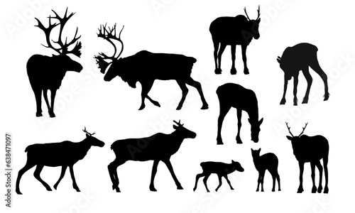 Fototapeta Naklejka Na Ścianę i Meble -  Reindeer silhouettes set. Males, females and calves of caribou Rangifer tarandus. Wild animals of the tundra and taiga. realistic vector