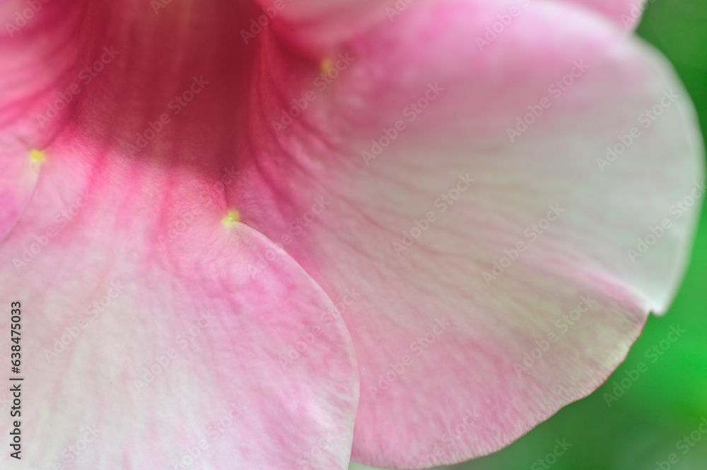 Macro view of Purple Allamanda flower, India.