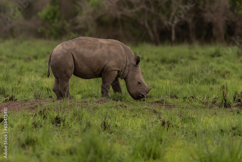 White rhinoceros  Ceratotherium simum  with calf in natural habitat  South Africa