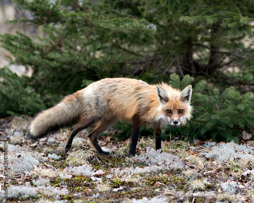 Red Fox Photo Stock. Fox Image.  Close-up profile view side view in the springtime with blur white moss and coniferous tree background and  its environment and habitat. Picture. Portrait.