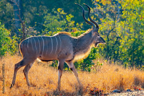 Photos Kudu (Tragelaphus strepsiceros) adult male walking in the bushveld in Kruger Nat