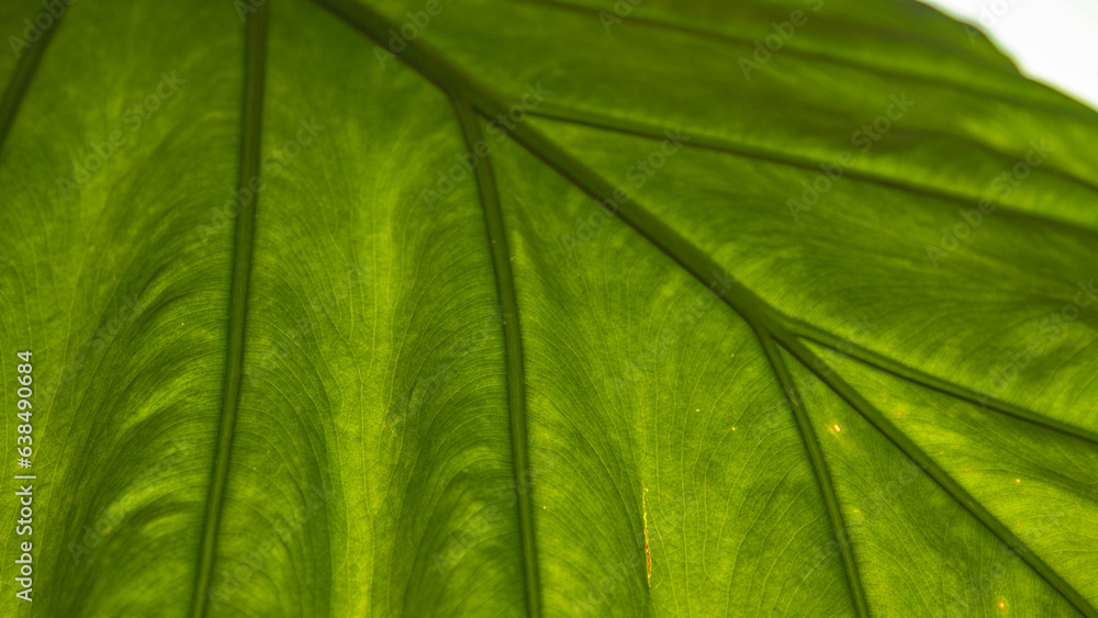 MACRO, DOF Vibrant green healthy leaf structure of tropical alocasia macrorrhiza MACRO, DOF Vibrant green healthy leaf structure of tropical alocasia macrorrhiza