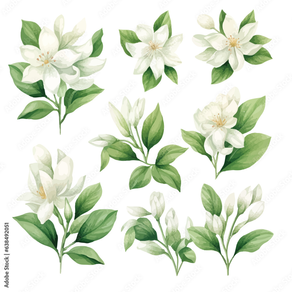 set of white flowers, water color jasmine flower and leaves, vector