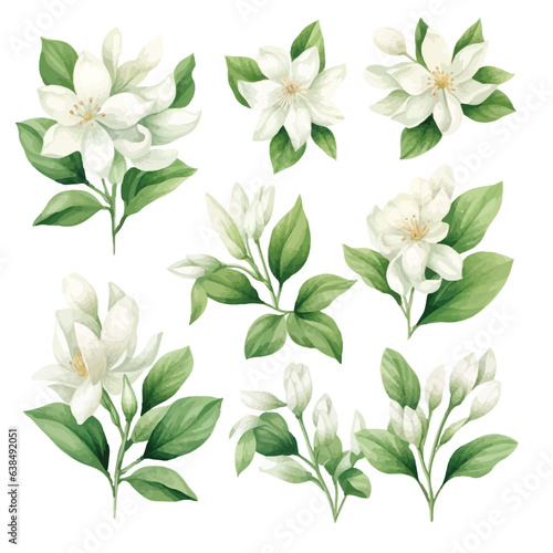 set of white flowers, water color jasmine flower and leaves, vector