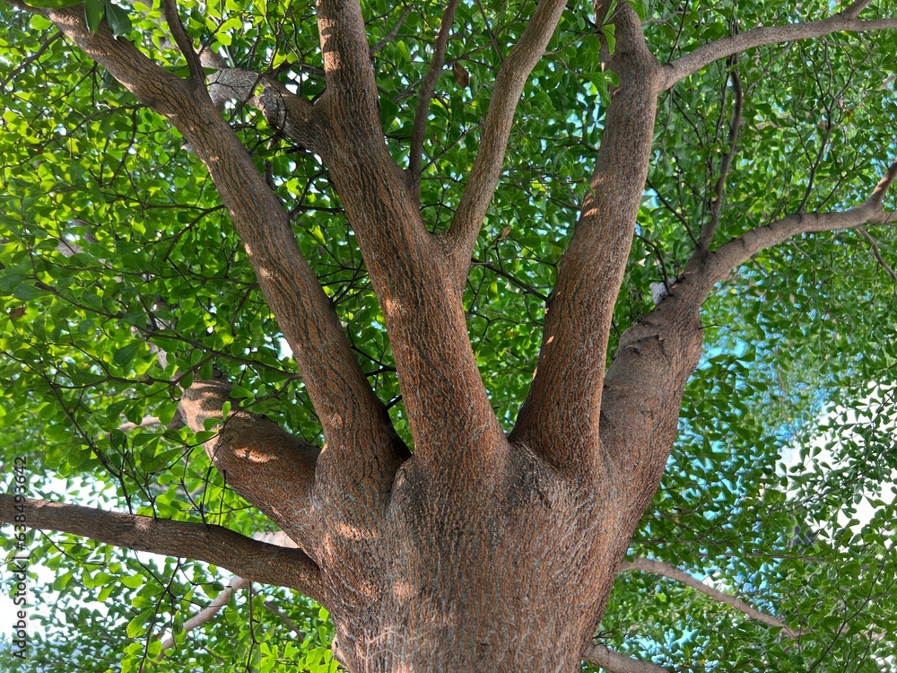 Nature View of Branch or Trunk of the small leaves ketapang or catappa or Terminalia Mantaly or Mandagascar Almond or Umbrella Tree Nature View of Branch or Trunk of the small leaves ketapang or catappa or Terminalia Mantaly or Mandagascar Almond or Umbrella Tree