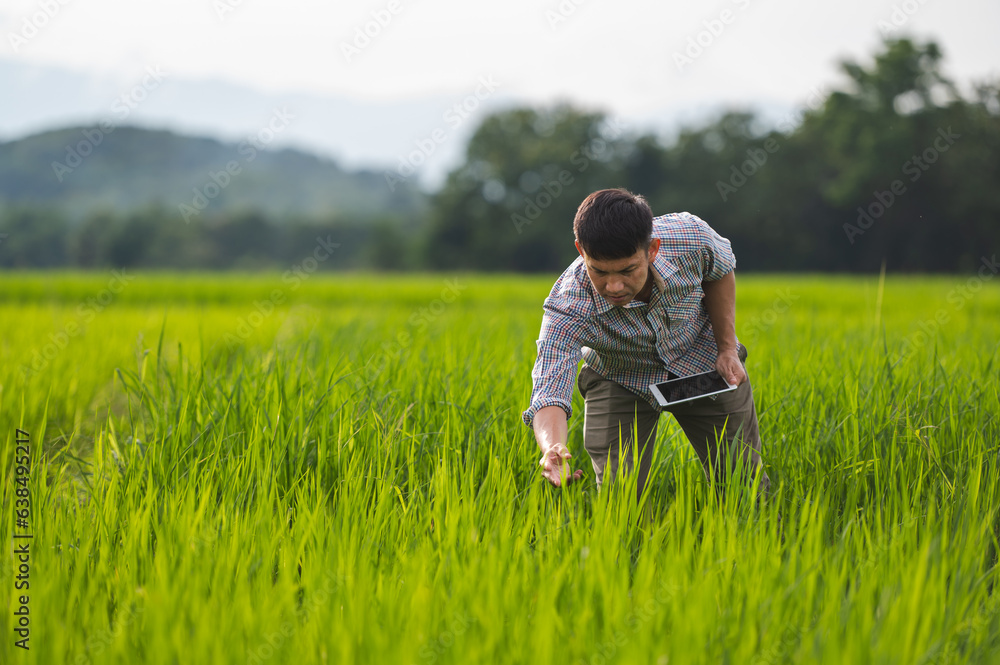 Asian man farmer working with laptop on wheat field. Smart farming and digital agriculture.