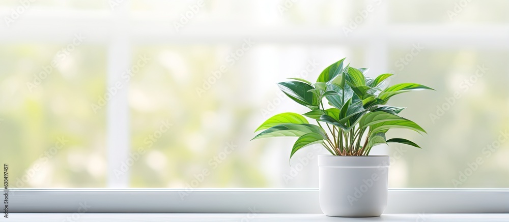 A green indoor plant grows on a plastic windowsill A green indoor plant grows on a plastic windowsill