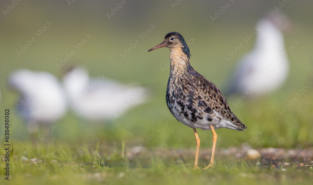 Ruff - male bird at a wetland on the mating season in spring Ruff - male bird at a wetland on the mating season in spring