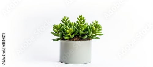 Home decor Tin can with isolated succulent plant top view © HN Works