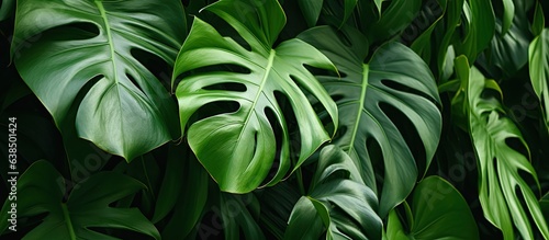 Close up photo of green monstera adansonii leaves known as daun janda bolong in an Indonesian home garden