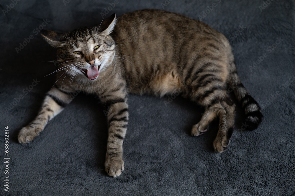 Funny striped gray cat lies on the bed and sneezes Funny striped gray cat lies on the bed and sneezes