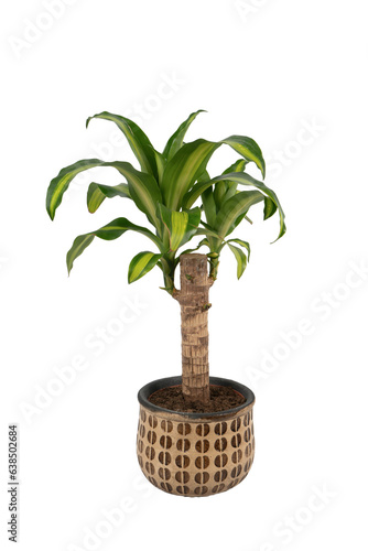 dracaena fragrans in a decorative flower pot