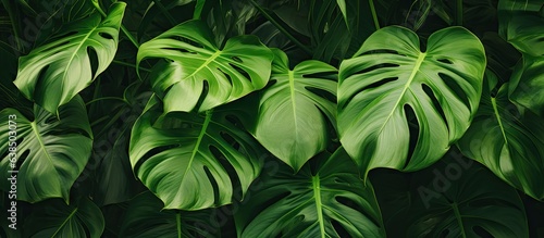 Close up photo of green monstera adansonii leaves known as daun janda bolong in an Indonesian home garden photo