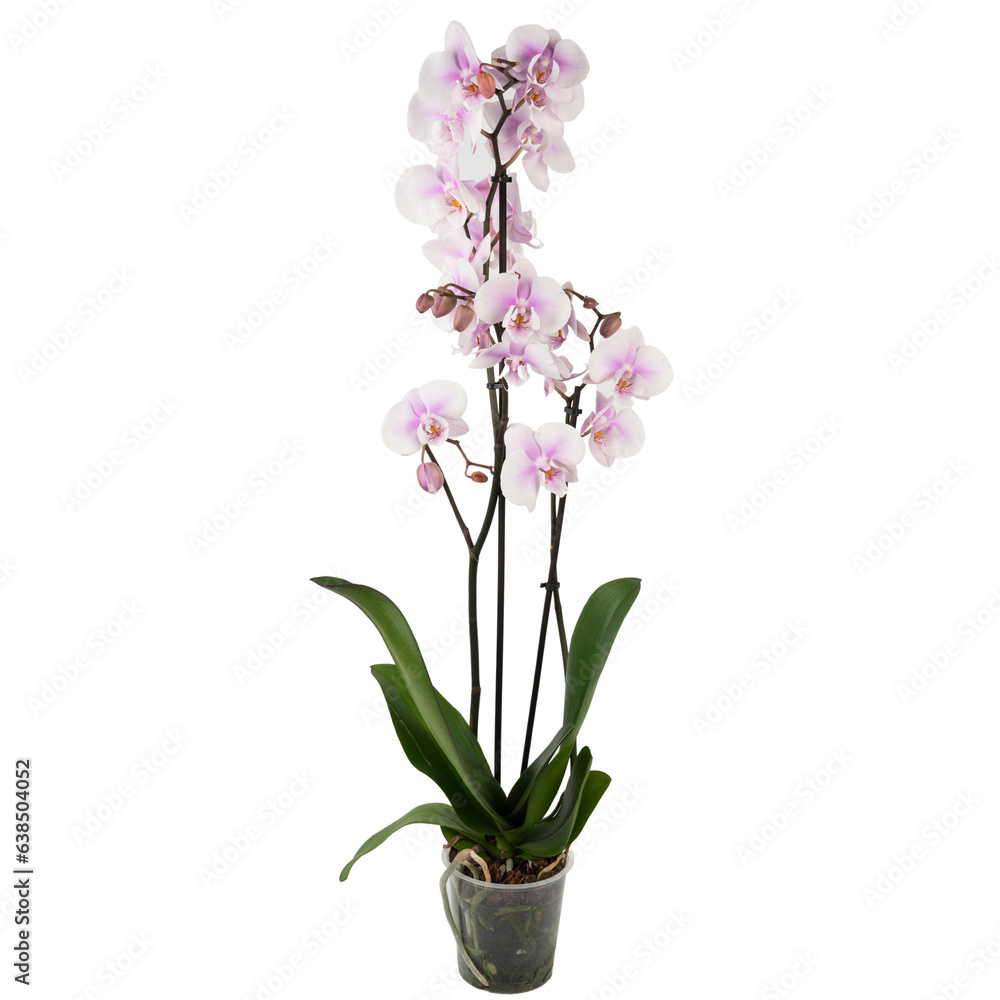 light pink orchid 2 branches in light pink orchid 2 branches in
