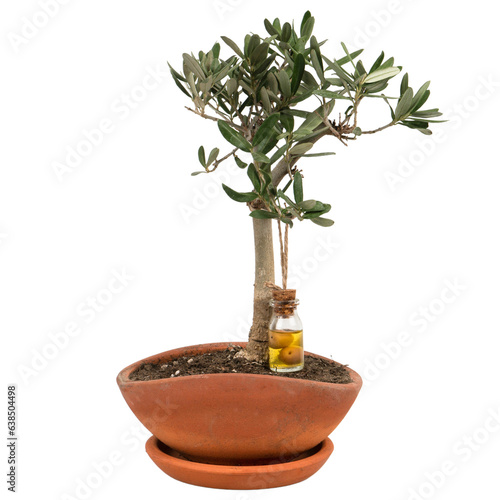 mini olive tree with olive oil in a bottle