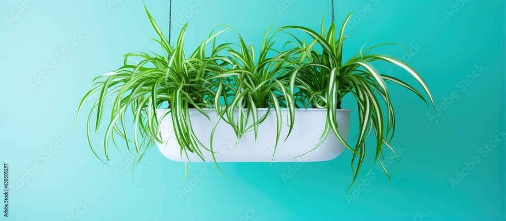 Thriving indoor spider plant in vivid green