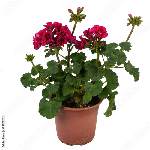Fototapeta Naklejka Na Ścianę i Meble -  Pelargonium zonale in a flower pot