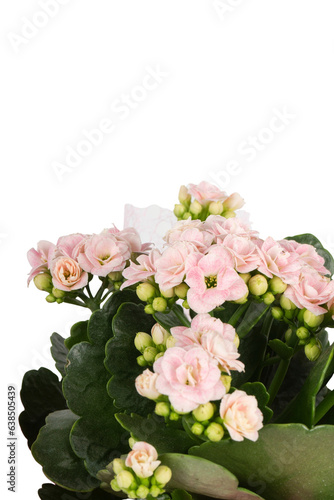 pink calanchoe flower close up details