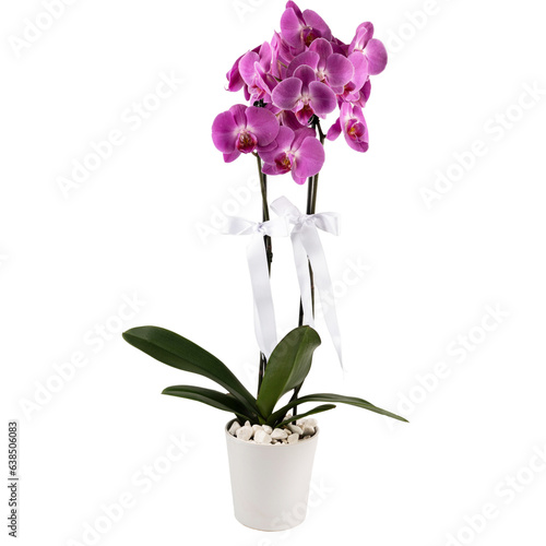 purple orchid 2 branches in a white pot