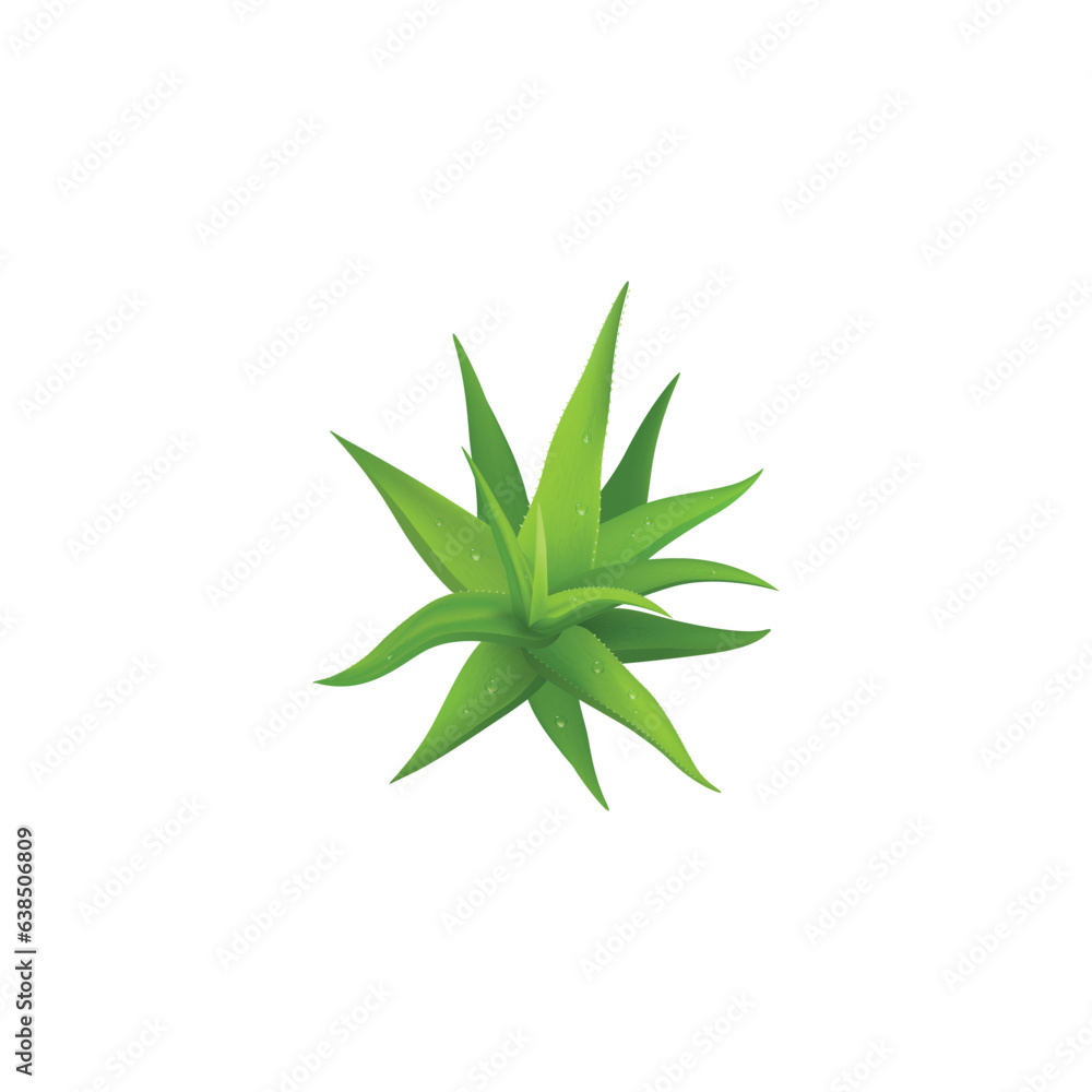 Fototapeta premium aloe vera plant