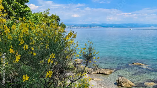 A panoramic view of the shore along Lovran, Croatia. A blossoming bush on the side. The Mediterranean Sea has turquoise color. Big boulders in the water. The coastal line is filled with small towns. photo