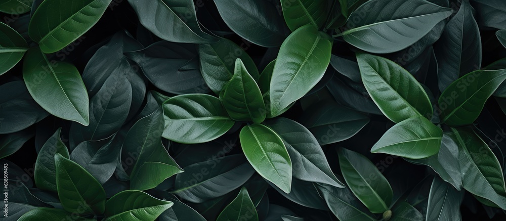 Obraz premium Contemporary wallpaper for interior design with green leaves and desert inspired background and texture