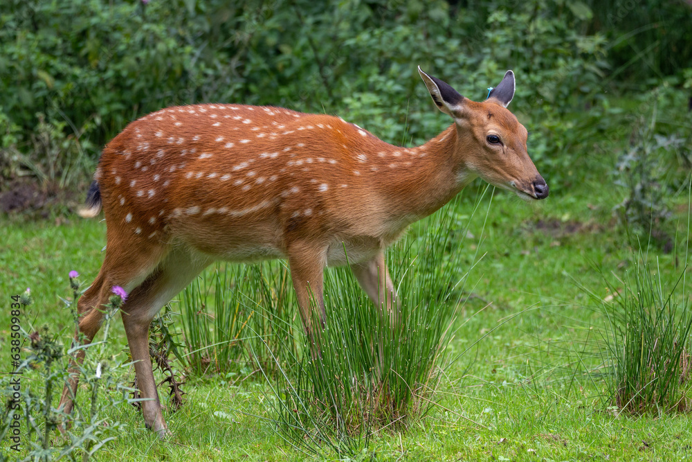 Vietnamese sika doe outdoors on the lawn. Vietnamese sika doe outdoors on the lawn.