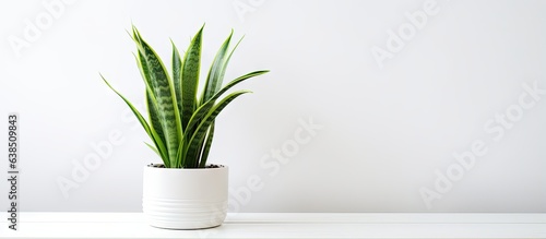Pot with lovely sansevieria plant on white surface