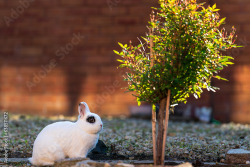 Blanc de Hotot Rabbit next to rose bush in garden photo