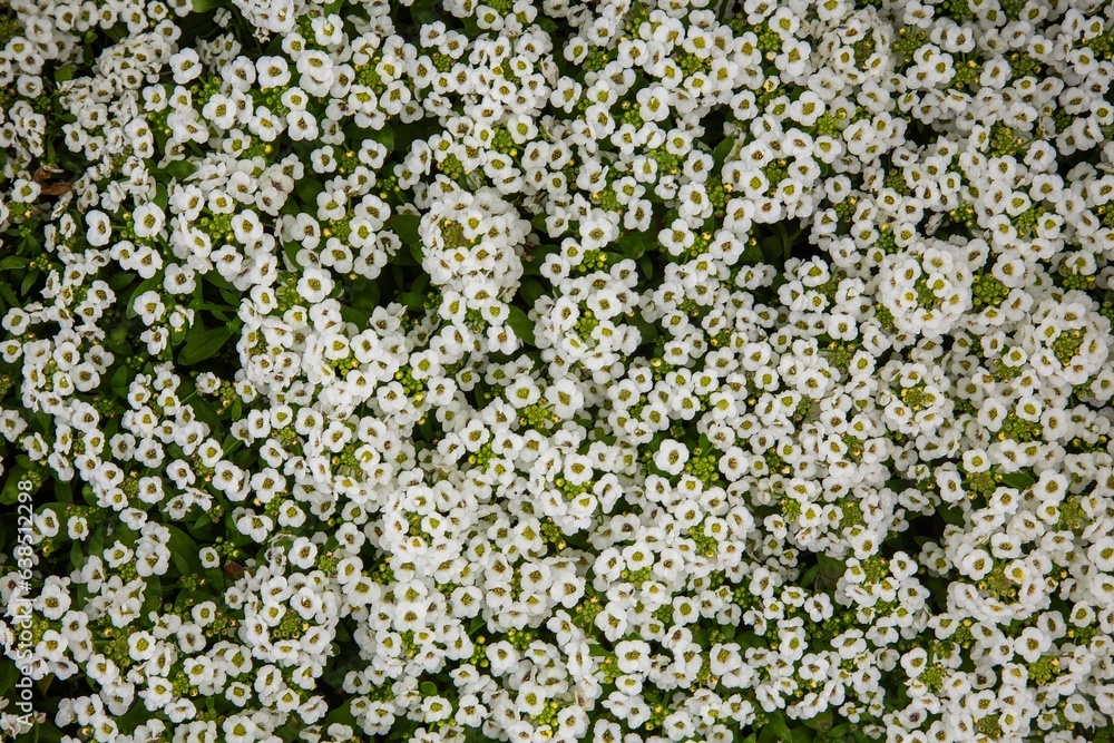 Sweet Alyssum plants in a greenhouse near Gervais Oregon Sweet Alyssum plants in a greenhouse near Gervais Oregon