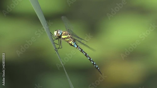 Wallpaper Mural Migrant Hawker dragonfly (Aeshna mixta) male, clinging to a leaf as its wings tremble in the breeze, before flying off. August, Kent, UK. [Slow motion x5] Torontodigital.ca