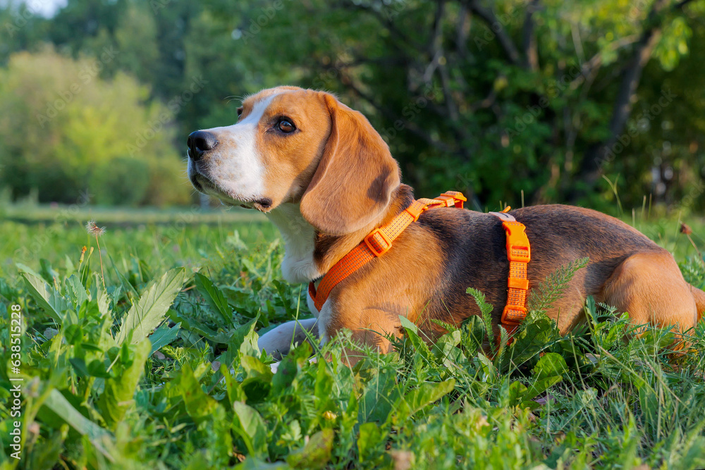 Portrait in profile on beagle male dog lying on grass and looking up