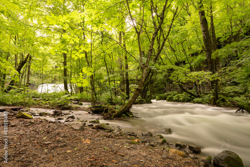 Long exposure of Oirase stream running through green woods in Summer   Aomori  Japan