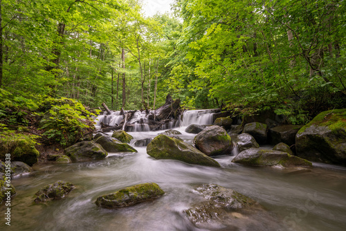 Oirase Stream flowing through large rocks  surrounded by a lush green forest in Aomori  Japan