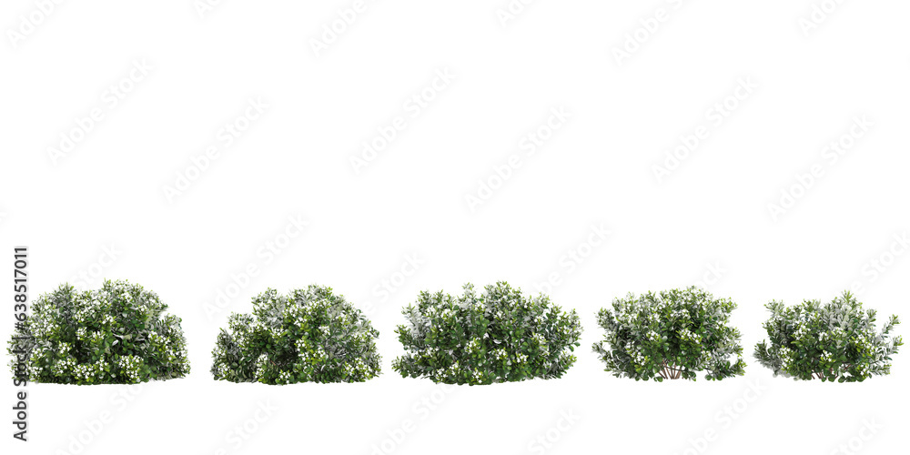 Gardenia-jasminoides flowers isolated on white, 3D render - obrazy, fototapety, plakaty 