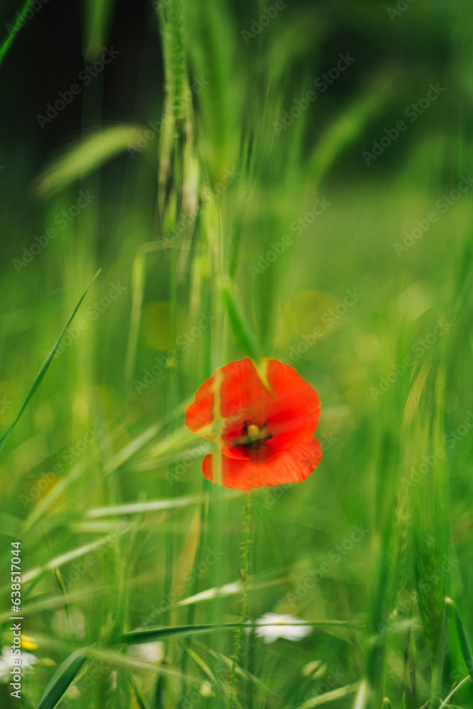 red poppy flower in the field
