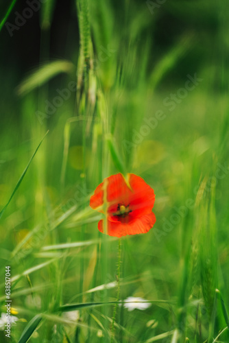 red poppy flower in the field