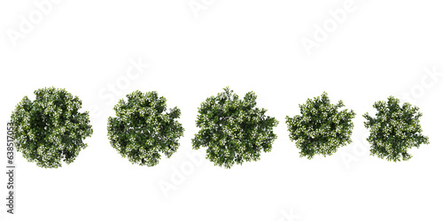 Gardenia-jasminoides flowers from the top view isolated white background