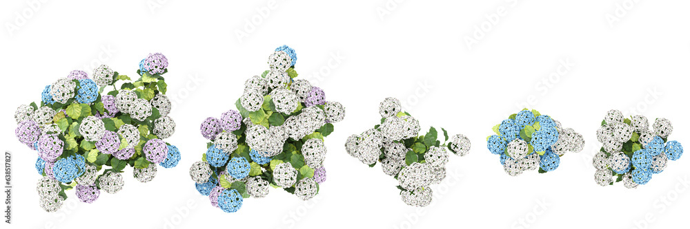 Isolate beautiful Hydrangea flowers colours set on transparent backgrounds Generative AI illustrations Isolate beautiful Hydrangea flowers colours set on transparent backgrounds Generative AI illustrations