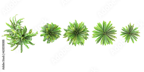 Natural white background with Asplenium-nidus trees from the top view