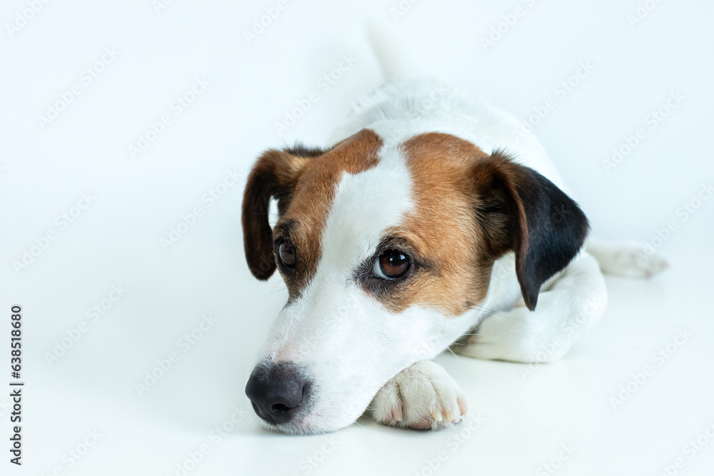 Resting Jack Russell Terrier dog lying down, isolated on white background. Parson Russell Terrier lying and looking at the camera. The dog is sad and bored. 
