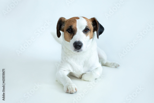 Resting Jack Russell Terrier dog lying down, isolated on white background. Parson Russell Terrier lying and looking at the camera. The dog is sad and bored.  © stock_studio