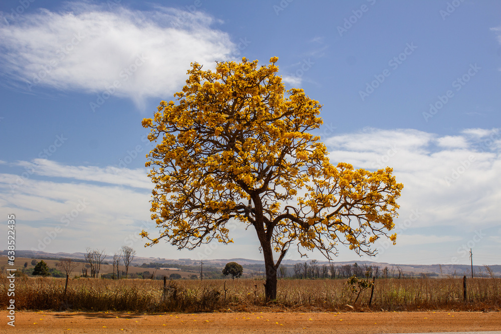 A flowering yellow ipe in the middle of dry grass, on the banks of the BR-352 in Goias, with the sky in the background. A flowering yellow ipe in the middle of dry grass, on the banks of the BR-352 in Goias, with the sky in the background.