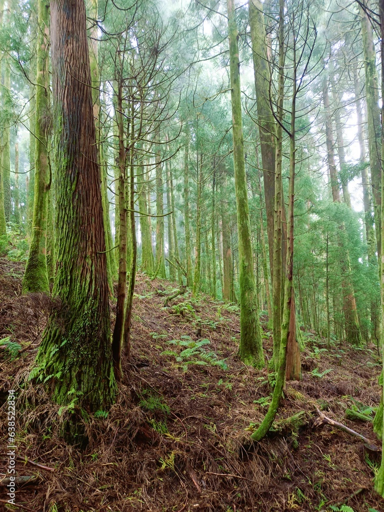 Bosques atlánticos maravillosos, húmedos y espesos. Colección Atlántico Ponta Delgada Las Azores (Portugal) Bosques atlánticos maravillosos, húmedos y espesos. Colección Atlántico Ponta Delgada Las Azores (Portugal)