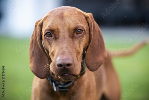 Brauner Hund für die Jagd schaut in die Kamera